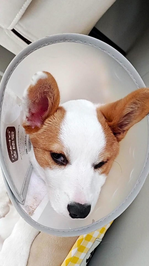 狗狗走了眼睛为什么没闭上,狗狗走了眼睛为什么没闭上呢